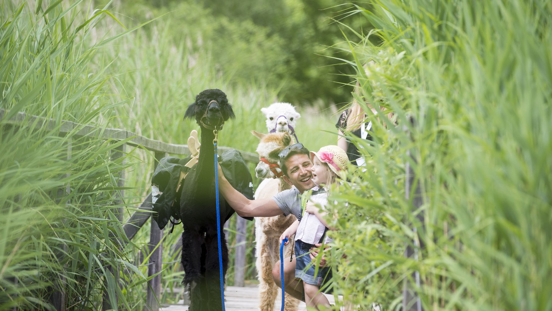Familienhotel in Südtirol: Gartenhotel Moser Mann und Kind mit zwei Alpakas auf einem Holzweg im Grünen
