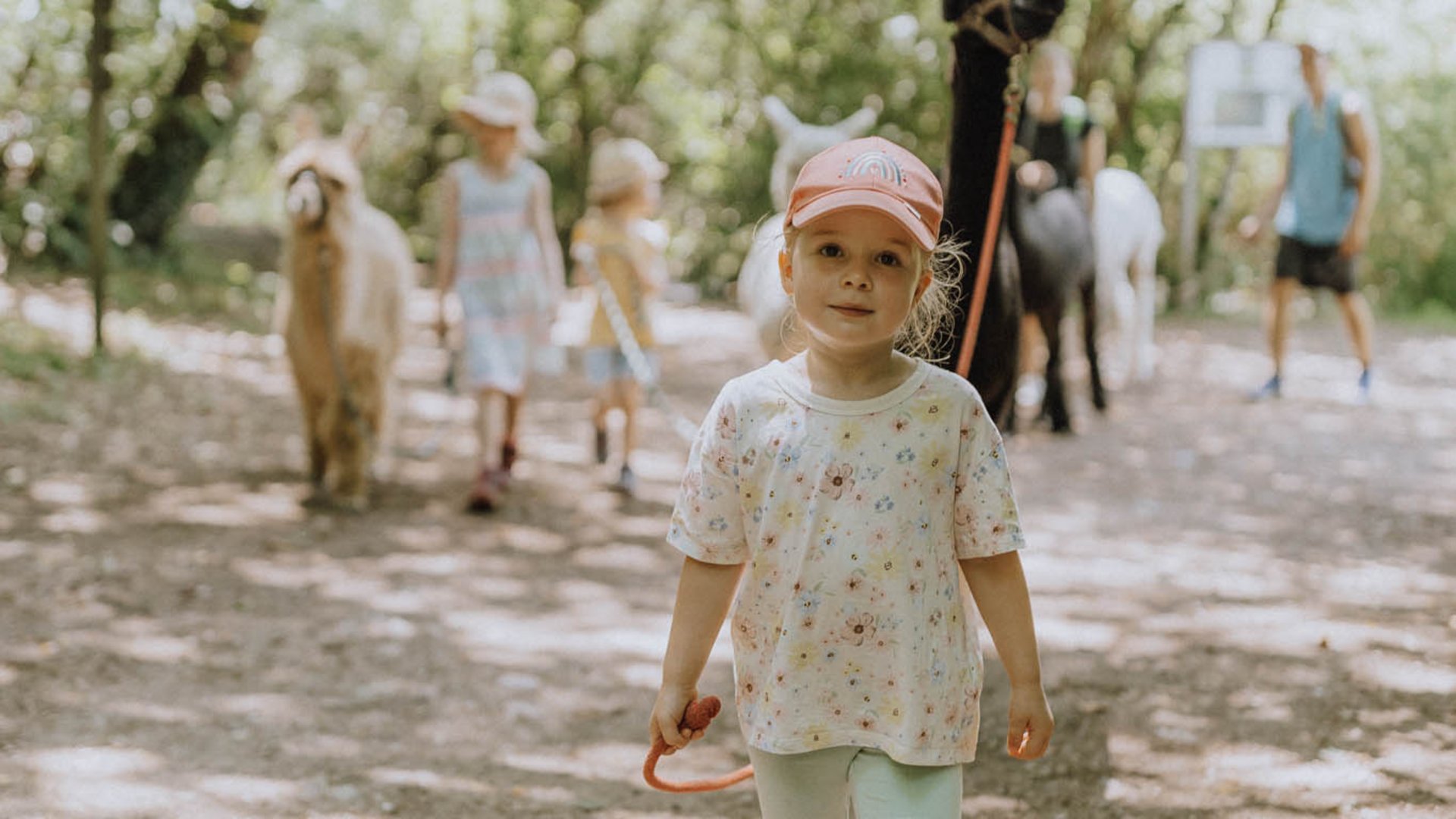 Child walking with alpacas on shaded forest path