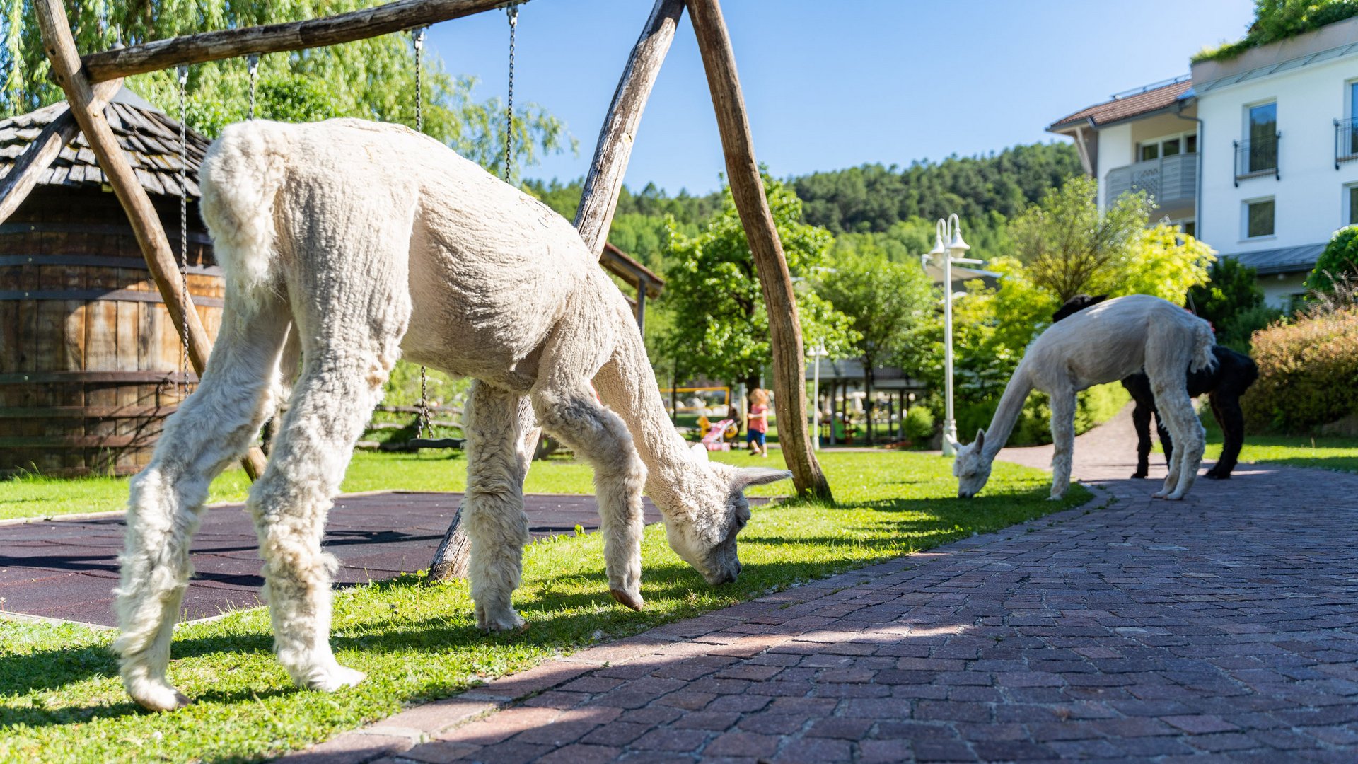 Family hotels in South Tyrol with 4-star-superior service Two alpacas grazing on grass beside a walkway in a park