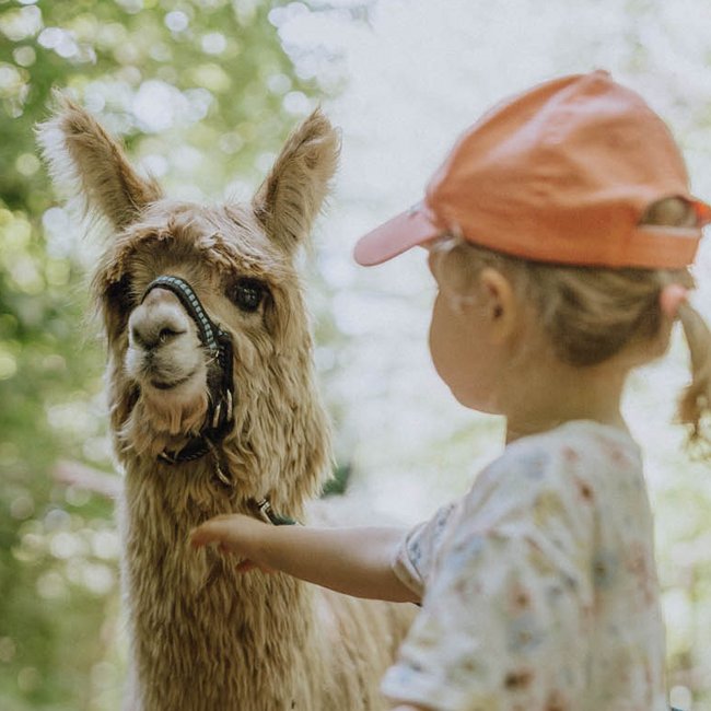 Familienhotels in Südtirol 4-Sterne-Superior Kind berührt ein braunes Alpaka im Wald auf einem Spaziergang