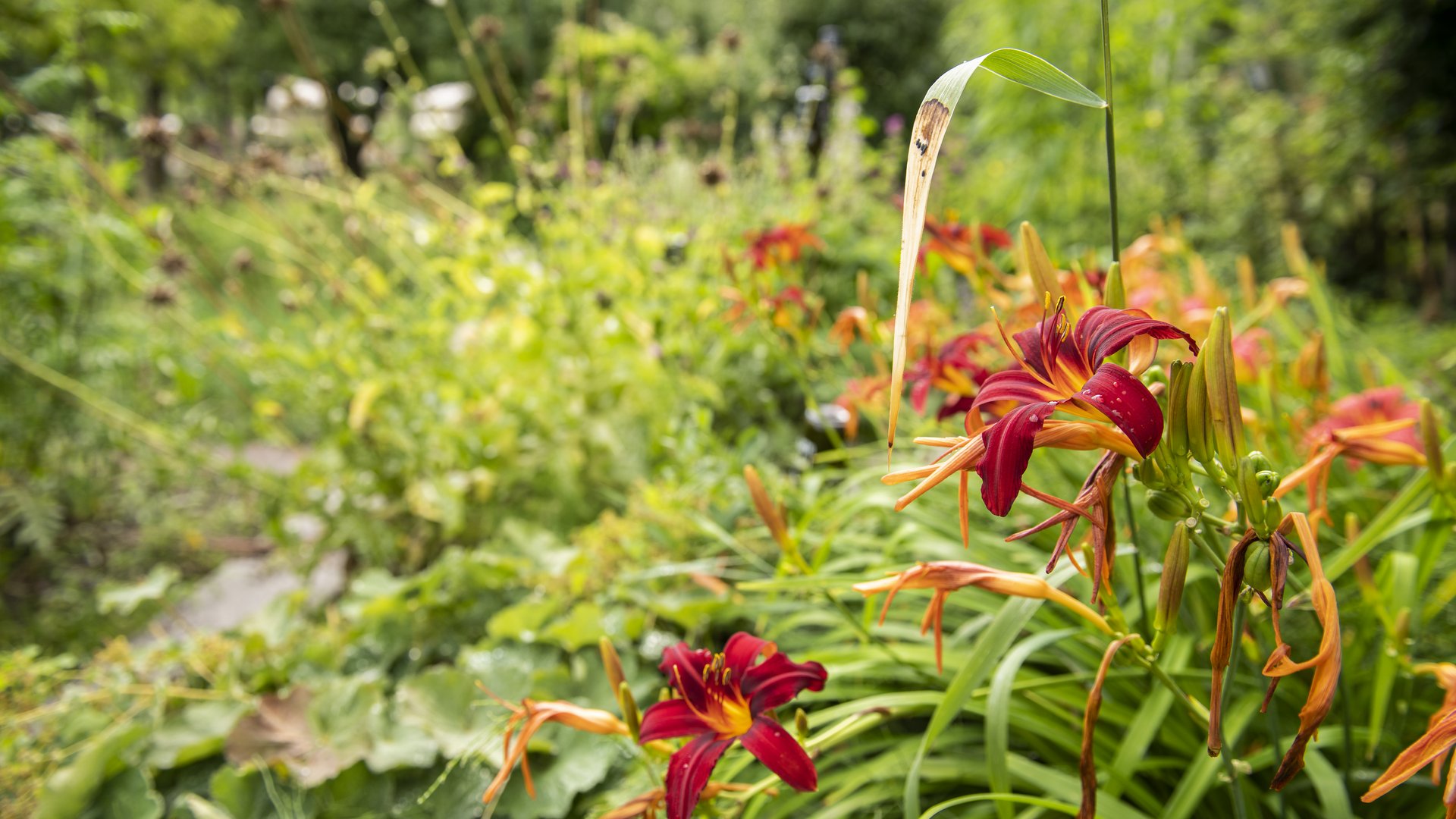 Montiggler See: Hotel mit einem Herz für die Umwelt Rote Taglilienblumen wachsen im grünen Garten unter natürlichem Licht
