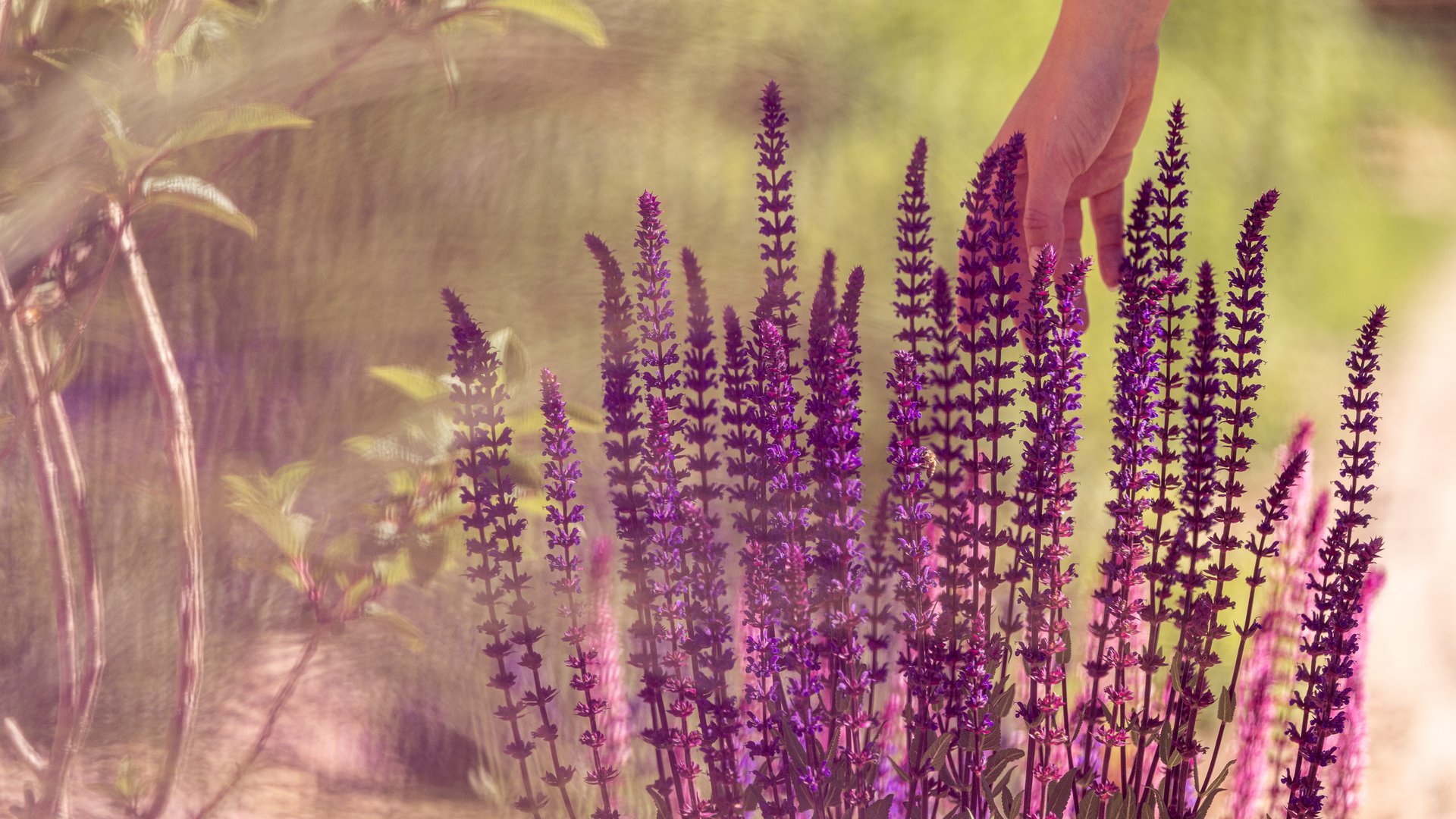 Hand berührt lila blühende Pflanzen im Garten bei Sonnenlicht