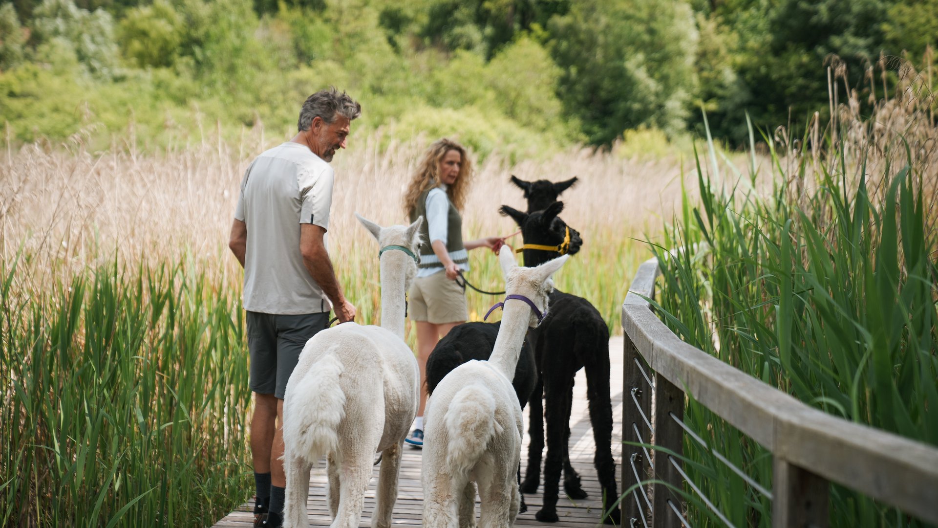 Wellnessurlaub in Südtirol für adults only Zwei Personen führen zwei weiße und zwei schwarze Alpakas auf einem Holzsteg durch die Natur.