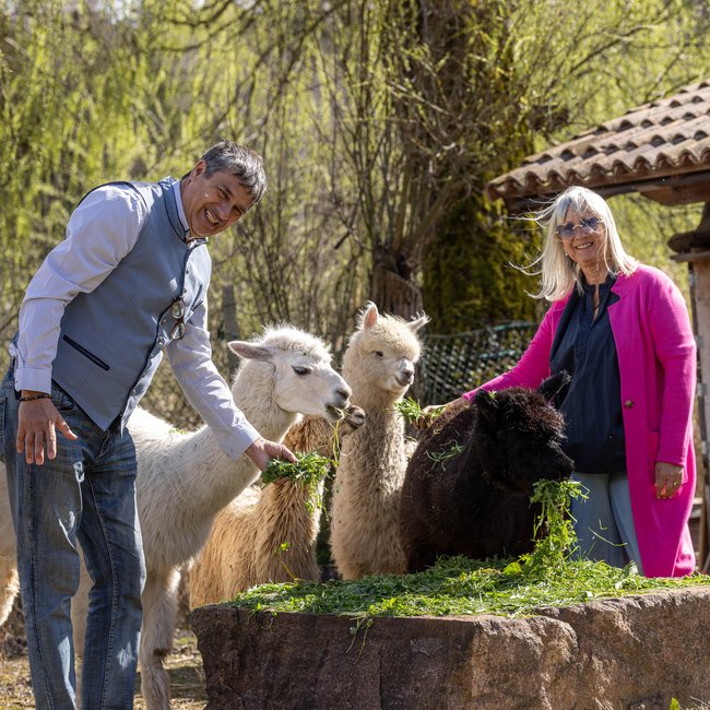 Hotel per famiglie in Alto Adige: il Gartenhotel Moser Due persone che danno da mangiare ad alpaca in una fattoria all'aperto