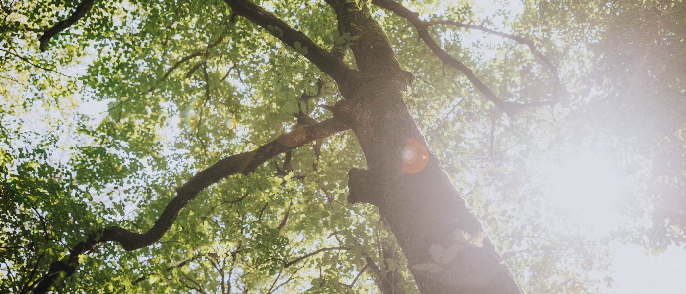 Hotels nahe dem Kalterer See 4-Sterne-Superior Baumstamm und Äste mit grünen Blättern im Sonnenlicht