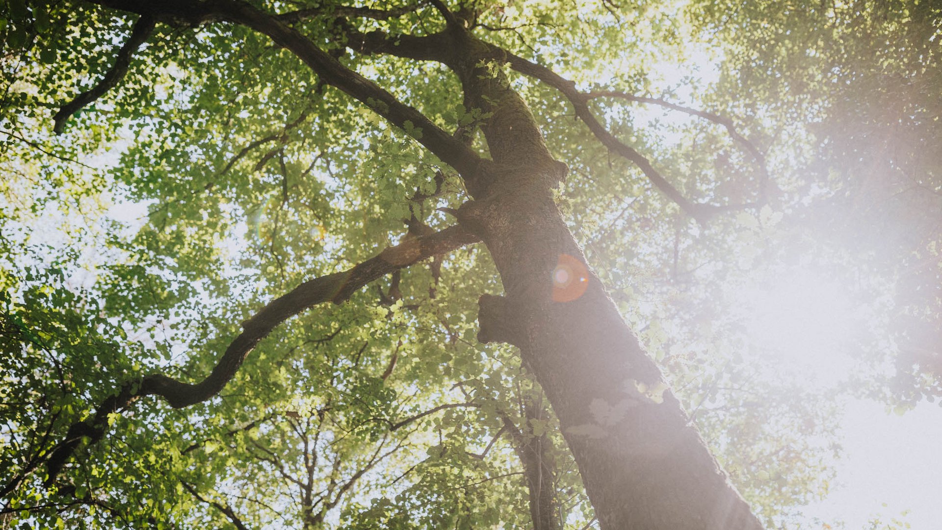 Laghi balneabili in Alto Adige: cosa c’è da sapere Tronco d'albero e rami con foglie verdi alla luce del sole