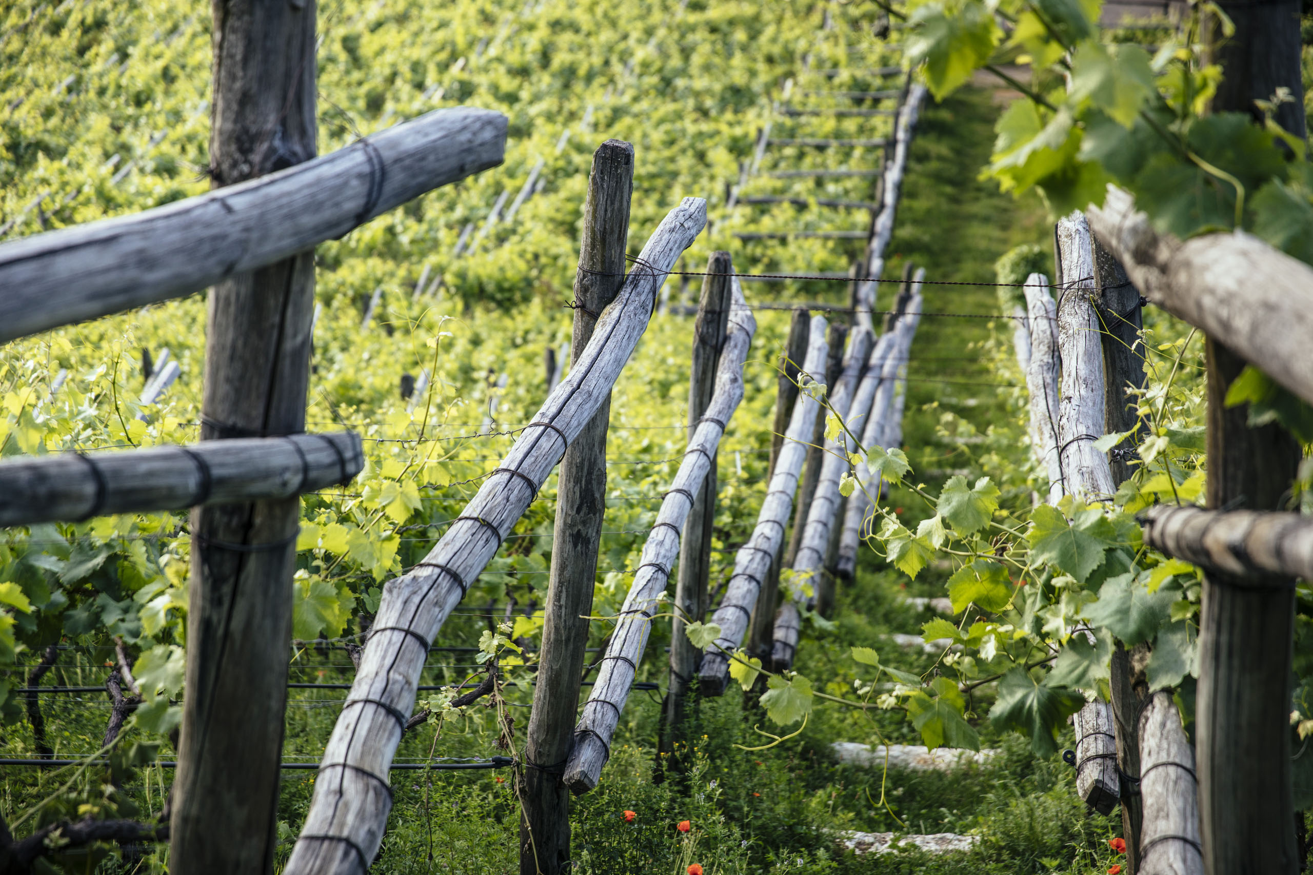 Hotels on Lago di Monticolo: South Tyrol awaits Vineyard with wooden posts and green vines in sunlight