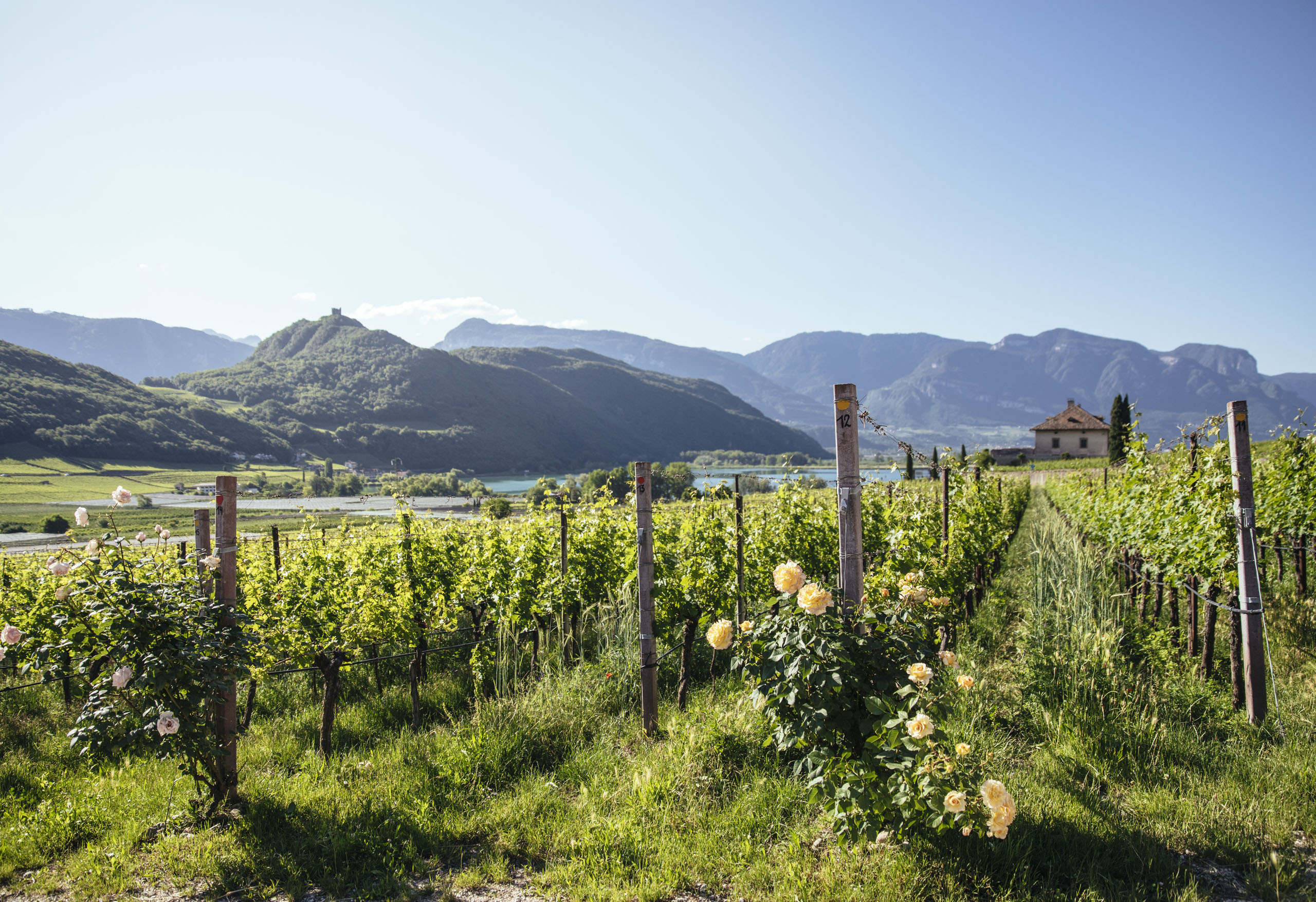 Lago di Caldaro: passeggiata e varie attività nei dintorni del Gartenhotel Moser Vigneto con rose in fiore e montagne sullo sfondo sotto un cielo limpido